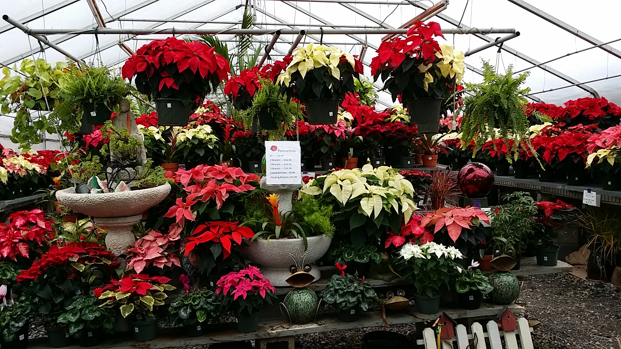 Poinsettias!!